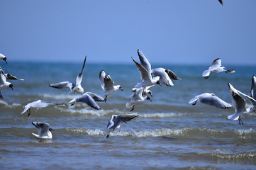 Seagulls fly in free