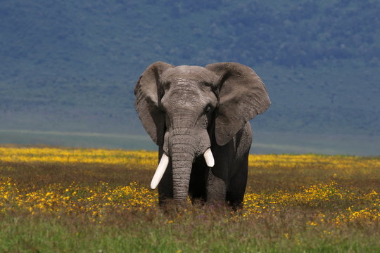 amazing african Elepant Bull standing in a field of yellow Flowers, Rain Season, Tanzania