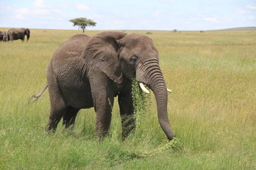 Fototapeta na wymiar African Elephant Bull, Tanzania