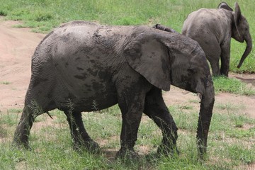 Fototapeta premium lovely african Baby elephant after mudbath, Tanzania