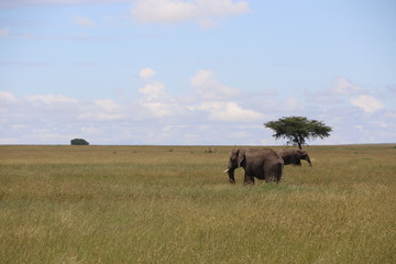 Fototapeta premium african Elephants, Landscape Serengeti, Tanzania