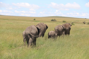 Naklejka na ściany i meble African Elephant Family, Grassland, Tanzania