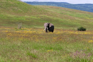 Strong African elephant bull stands in a flower field. Rainy season, Serengeti, Tanzania