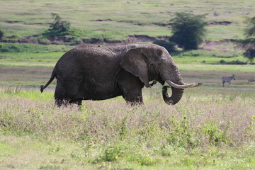African Elephant Bull, Tanzania