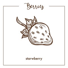 Strawberry with small stem monochrome berry sepia sketch