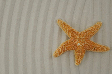  orange starfish on corrugated sand background. top view,copy space Summer season .Summer time.
