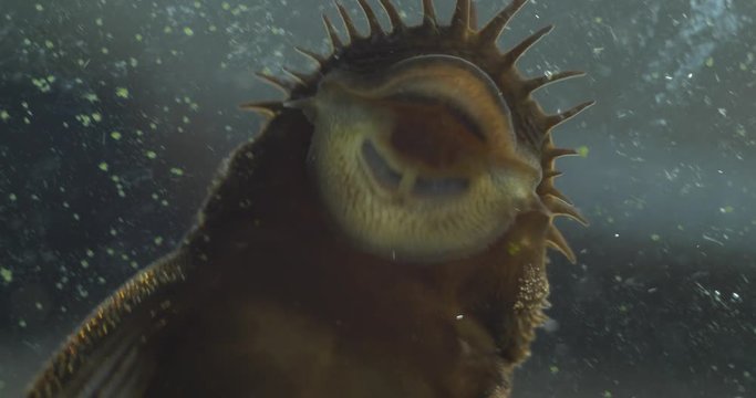 The mouth of an aquarium catfish cleaner which cleans the glass eating algae on it