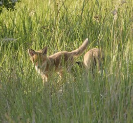 Zwei Fuchswelpen spielen am Bau