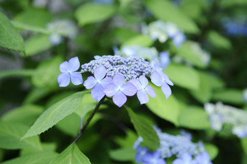 アジサイの花