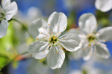 Spring Cherry blossoms, pink flowers.