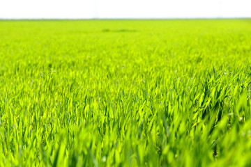 beautiful Green field