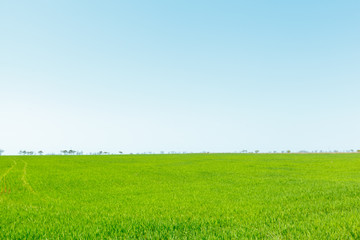 Fototapeta premium beautiful Green field