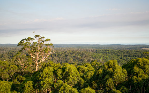Giant tree Gloucester Natinal Park view