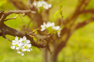 Cherry blossoms over blurred nature background