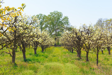 apple garden with blossoming trees