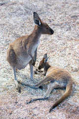 Son and mother, Lucky bay Cape Le Grand National Park
