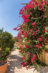 Fototapeta na wymiar Naxxar, Malta. Picturesque flowering trees in the Palazzo Parisio Gardens