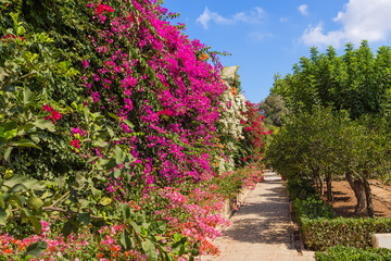 Naxxar, Malta. Multicolored blooming trees in the gardens of the Palazzo Parisio