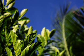 Sunny tropical greenery on blue sky background. Tropical plant with green leaves closeup photo.