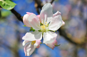 Apple tree branch in spring bloom