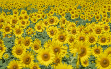 Sunflower field