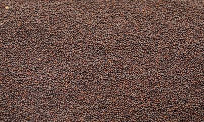 Brown Mustard Seeds Also Know as Rai Spice Background
