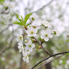Spring Cherry blossoms, pink flowers.