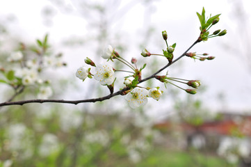 Spring Cherry blossoms, pink flowers.