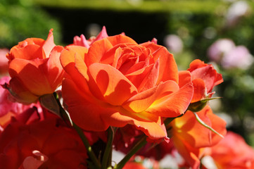 オレンジ色のバラ