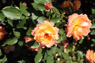 オレンジ色のバラ