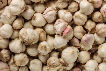 Fresh garlic with background.