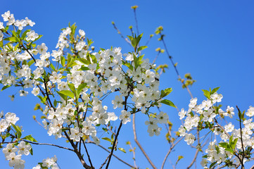 Spring Cherry blossoms, pink flowers.