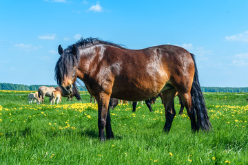 horses grazing on the field with dandelions