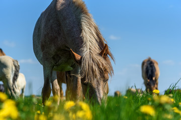 horses eating dandelions close-up