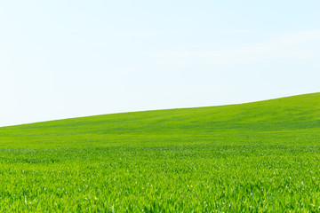 beautiful Green field