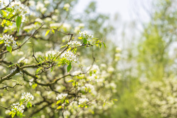 apple garden with blossoming trees