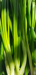 Obraz premium Young stems of fresh green onions close-up. Vegetarian, diet, health, spring .