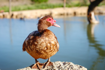 Musky duck on a traditional poultry farm. Agriculture.