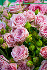 floral background of roses