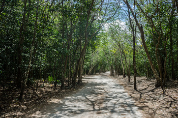 The Sac Be or white road at Coba, Mexico