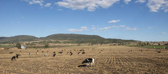 Obraz premium Australian cows