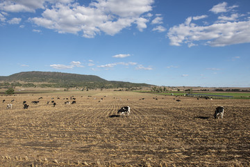 Fototapeta na wymiar Australian cows