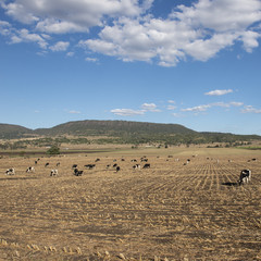 Obraz premium Australian cows