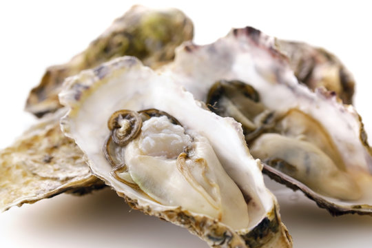 生牡蠣　Oysters
