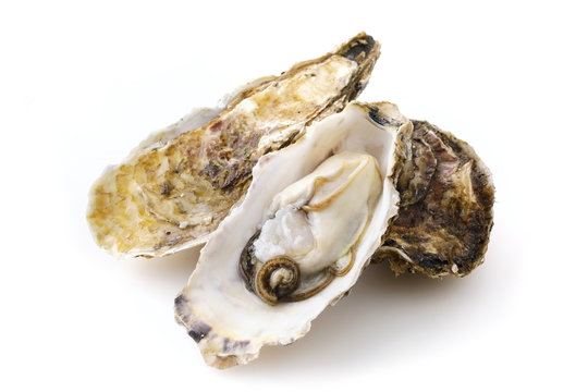 生牡蠣　Oysters