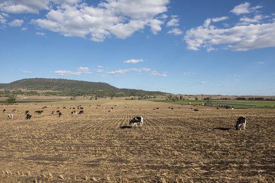 Australian cows