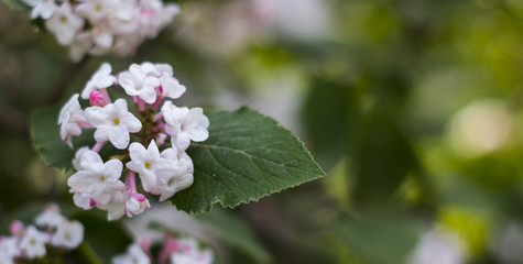 Korean viburnum Viburnum carlesii , belongs to the family Viburnaceae, native to Korea