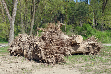 After clearing the forest glade for the new building, there were a lot of big stumps and roots
