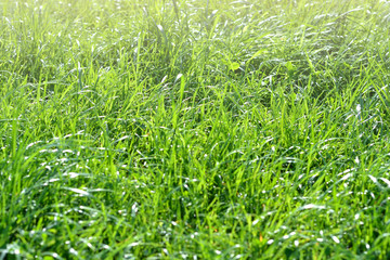 Fresh green grass with dew drops in the early morning in the park