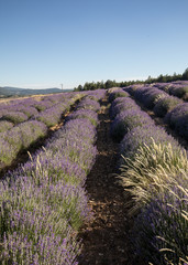 Fototapeta premium Lavender field in Provence, near Sault, France